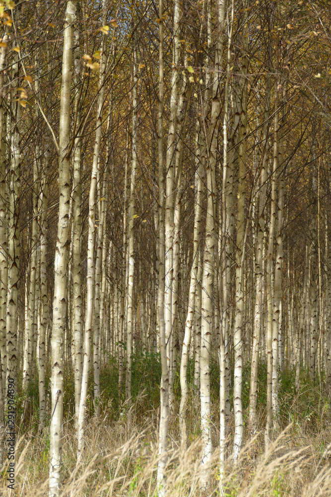 Beautiful autumn birch forest with grass and fallen yellow autumn leaves in Europe, Latvia. Beautiful autumn birch forest with grass and fallen yellow autumn leaves in Europe, Latvia.