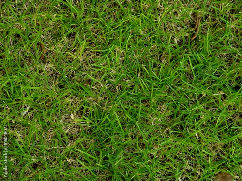 close up of green lawn in the summer