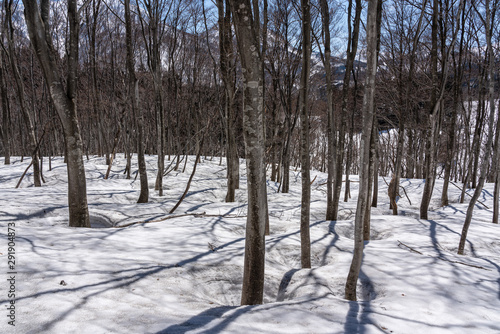 雪深い春のブナ林
