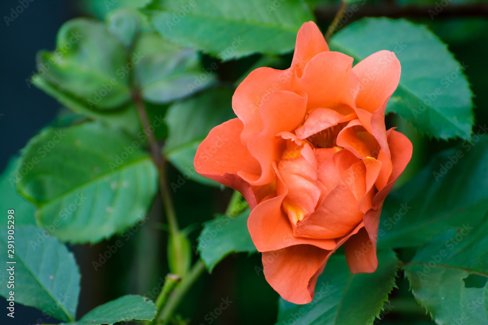 Beautiful close-up of orange rose (Westerland) and green leaves blooming in a summer garden