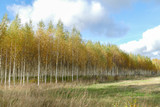 Beautiful autumn birch forest with grass and fallen yellow autumn leaves in Europe, Latvia.