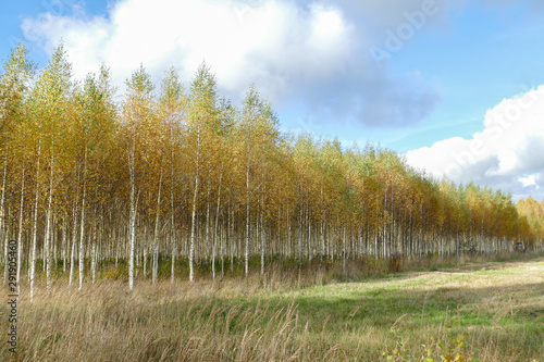 Beautiful autumn birch forest with grass and fallen yellow autumn leaves in Europe  Latvia.