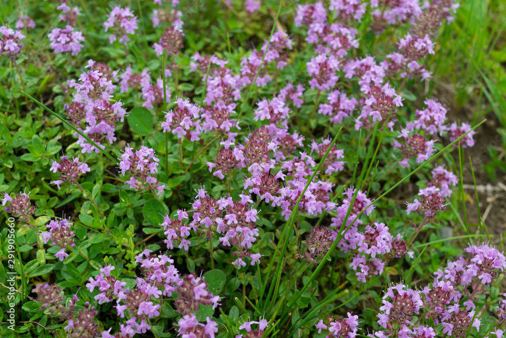 wild Breckland thyme (Thymus serpyllum) flower is a well known medicinal herb prepared as tea