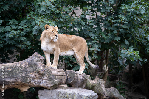 Lion standing in a strong pose observing his surroundings 