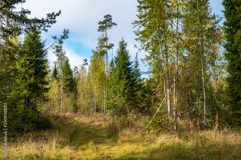 A wide forest road, overgrown with grass among autumn trees with yellow leaves. A wide forest road, overgrown with grass among autumn trees with yellow leaves.