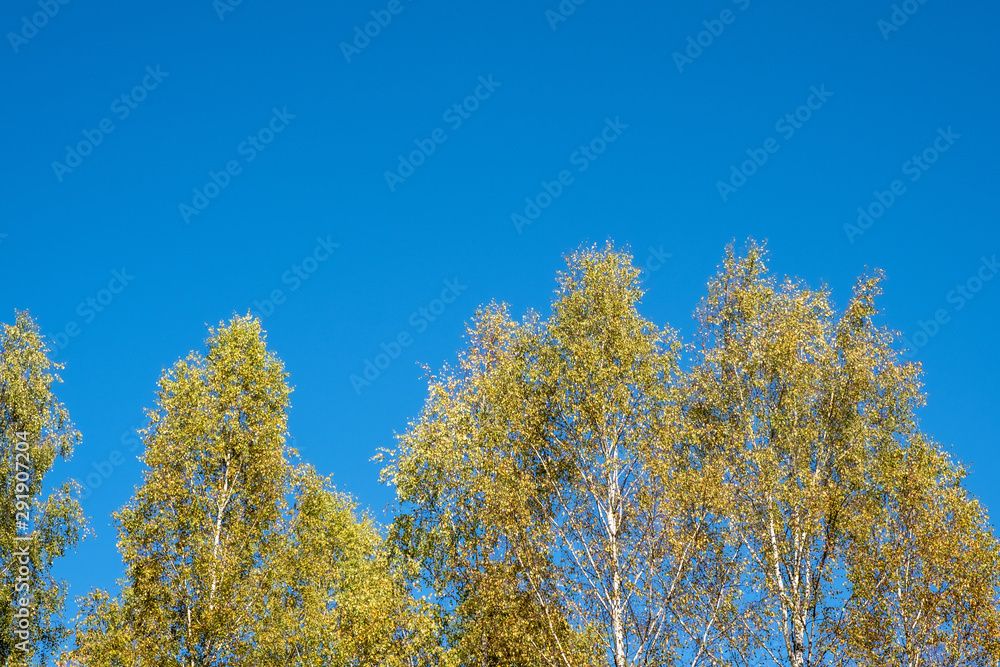 The tops of birch trees with yellow leaves on a blue sky background.