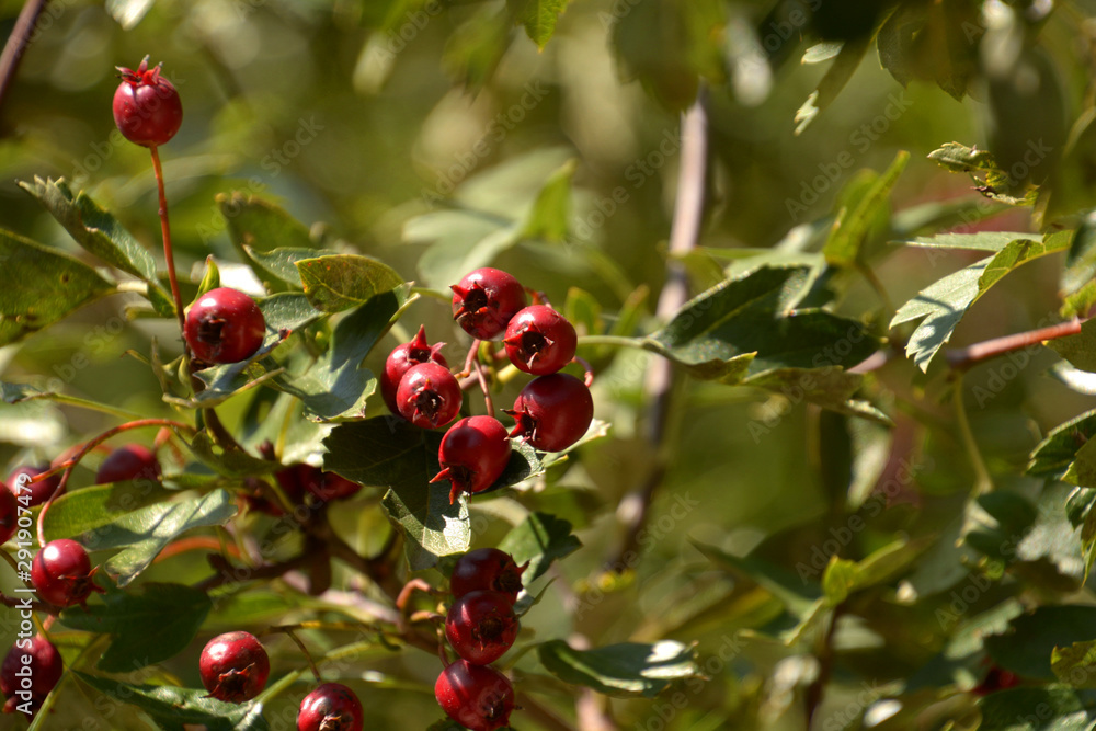 oneseed hawthorn fruits, red fruits of crataegus monogyna or hawthorn or single-seeded hawthorn in the autumn sun