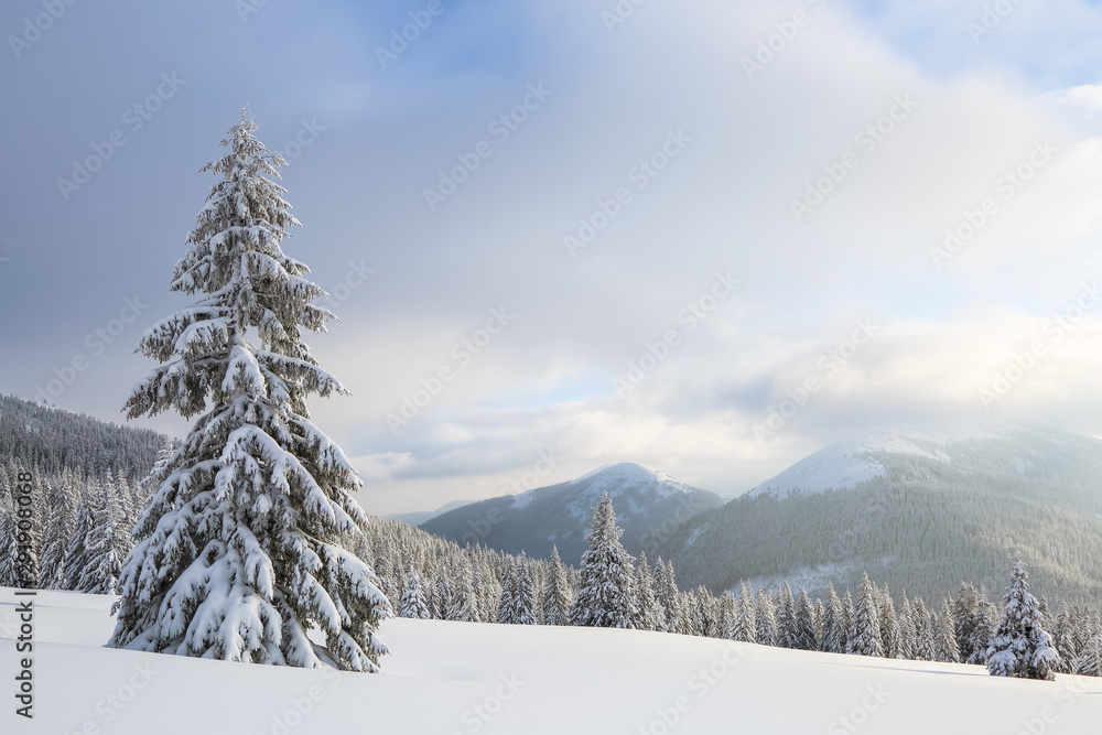 Winter scenery in the sunny day. Mountain landscapes. Trees covered with white snow, lawn and mistery sky. Location the Carpathian Mountains, Ukraine, Europe.