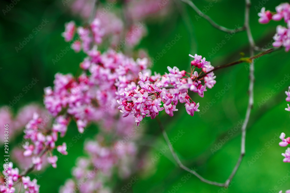 Obraz premium Flowering tree with pink flowers. Green background.