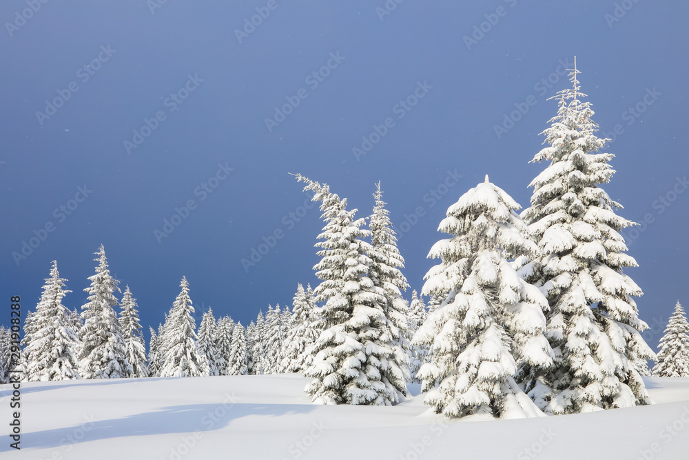 Fototapeta premium On the lawn covered with snow the nice trees are standing poured with snowflakes in frosty winter day. Christmas forest.