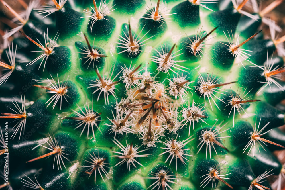 Macro photo of green cactus spikes Macro photo of green cactus spikes