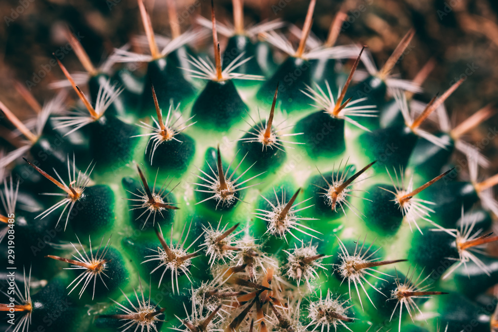 Macro photo of green cactus spikes Macro photo of green cactus spikes