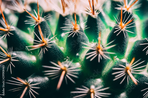 Macro photo of green cactus spikes