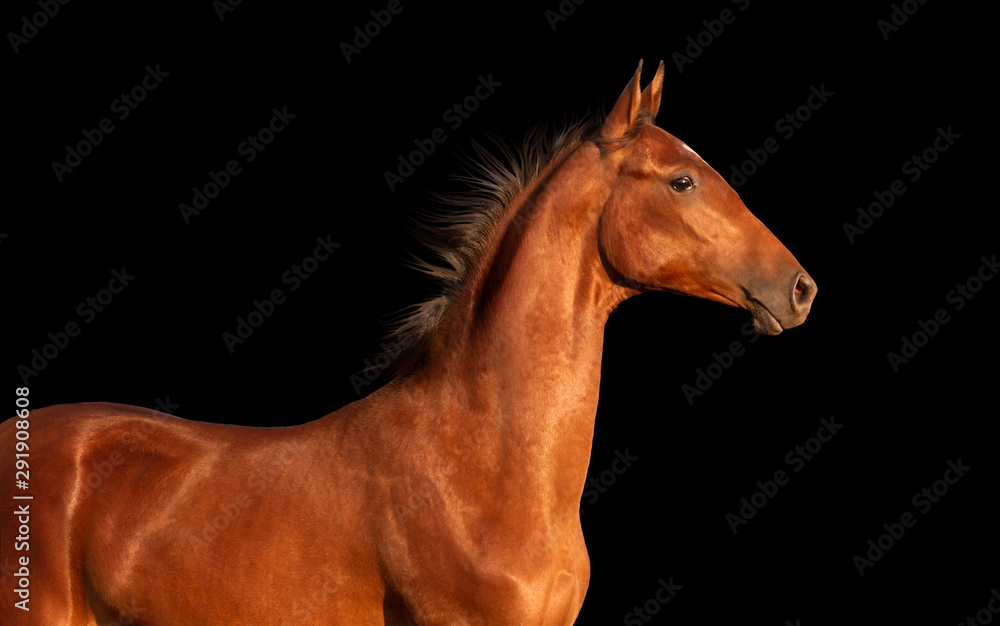 Fototapeta premium Young horse isolated on black background