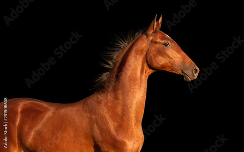 Young horse isolated on black background