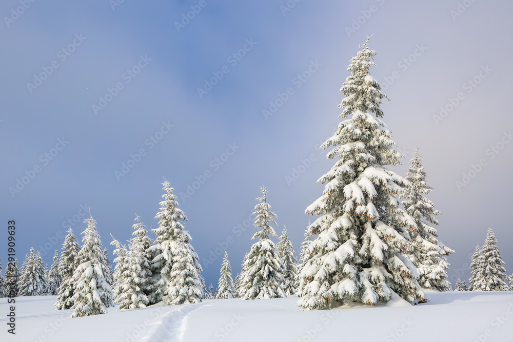 On the lawn covered with snow the nice trees are standing poured with snowflakes in frosty winter day. Christmas forest.