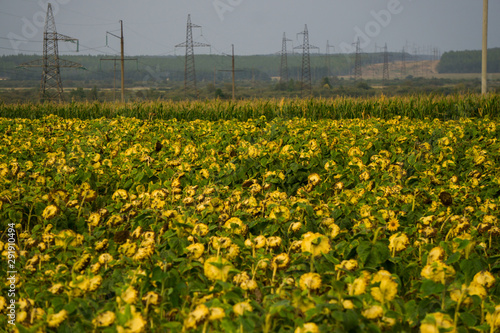 Rows of ripened sunflowers in a field on a farm  ready for harvest.