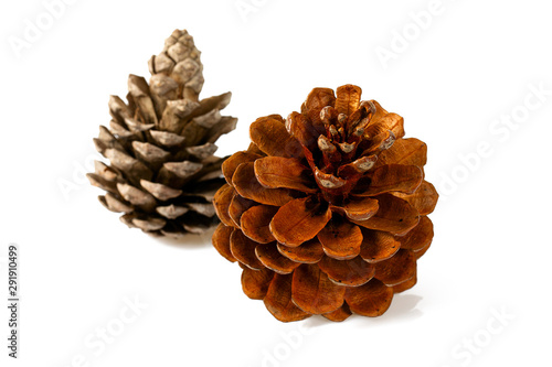 pine cones isolated on white backrgound