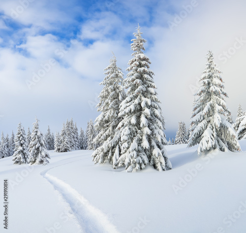 Beautiful landscape on the cold winter morning. Lawn and forests. Location place the Carpathian Mountains  Ukraine  Europe.
