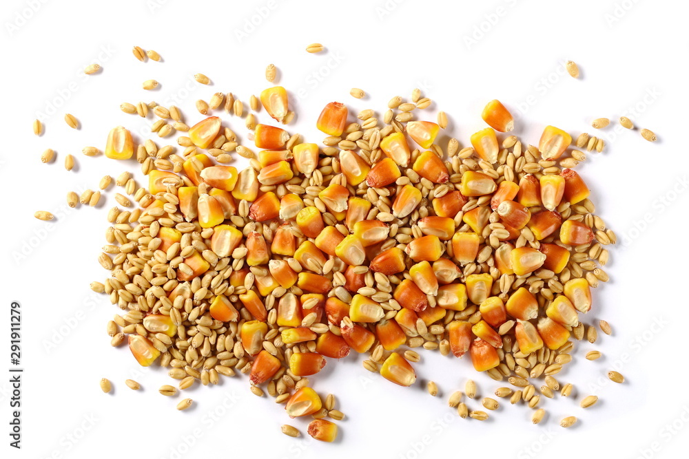 Wheat grains and yellow corn kernels isolated on white background Wheat grains and yellow corn kernels isolated on white background