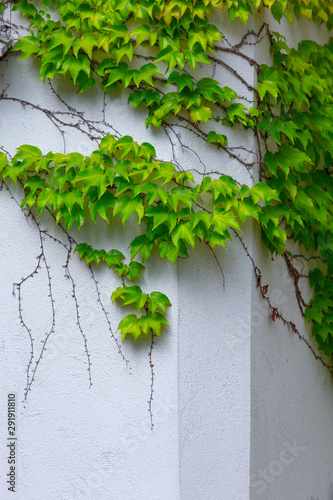 Vine variety Parthenocissus tricuspidata Veitchii, or Victoria creeper, or Boston Ivy, bright green waxy leaves on long sprout grow climbs clings tiny suction cups on building exterior wall