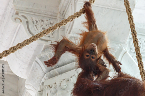 playful baby orang utan hanging from ropes in a temple