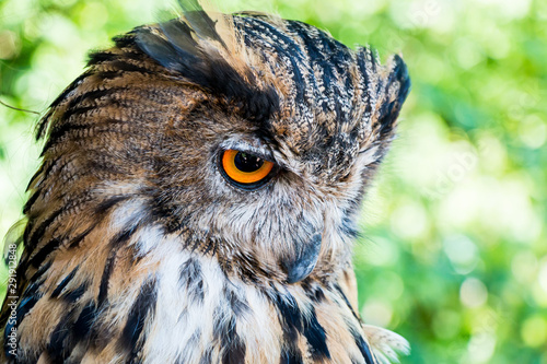 portrait of an eagle owl looking down