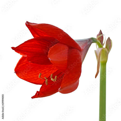 Beautiful red flower isolated on a white background