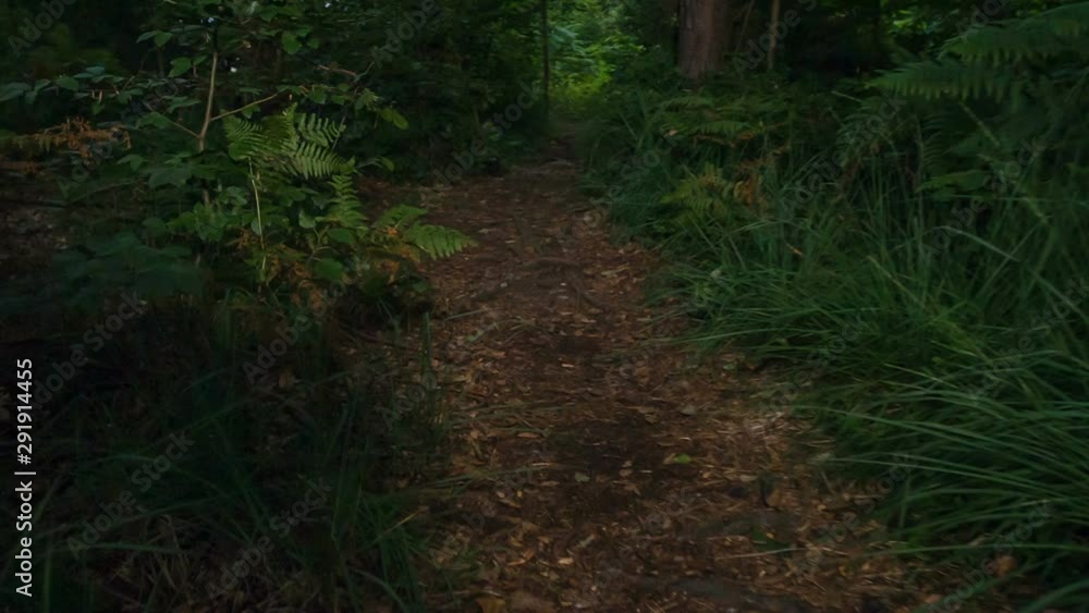 Trees are not letting too much sunshine into the forest. That is why it is very dark. Trees are not letting too much sunshine into the forest. That is why it is very dark.