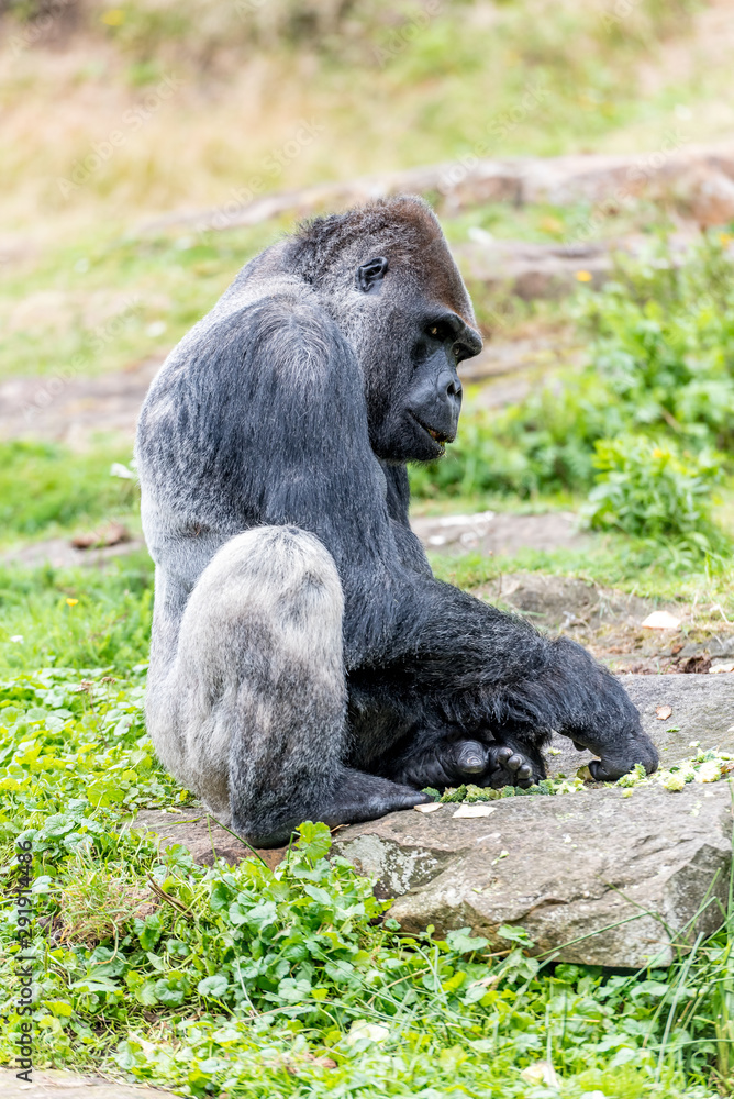 gorilla male sits on a stone and looks sideways
