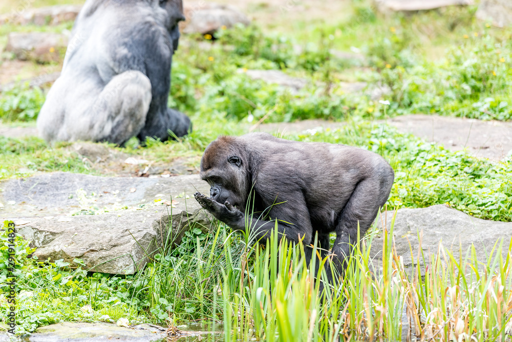 gorilla drinks water from the pond gorilla drinks water from the pond