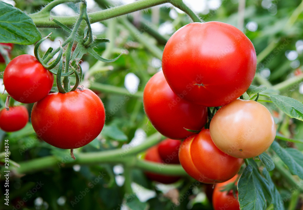 Ripe organic tomato plant growing in garden.