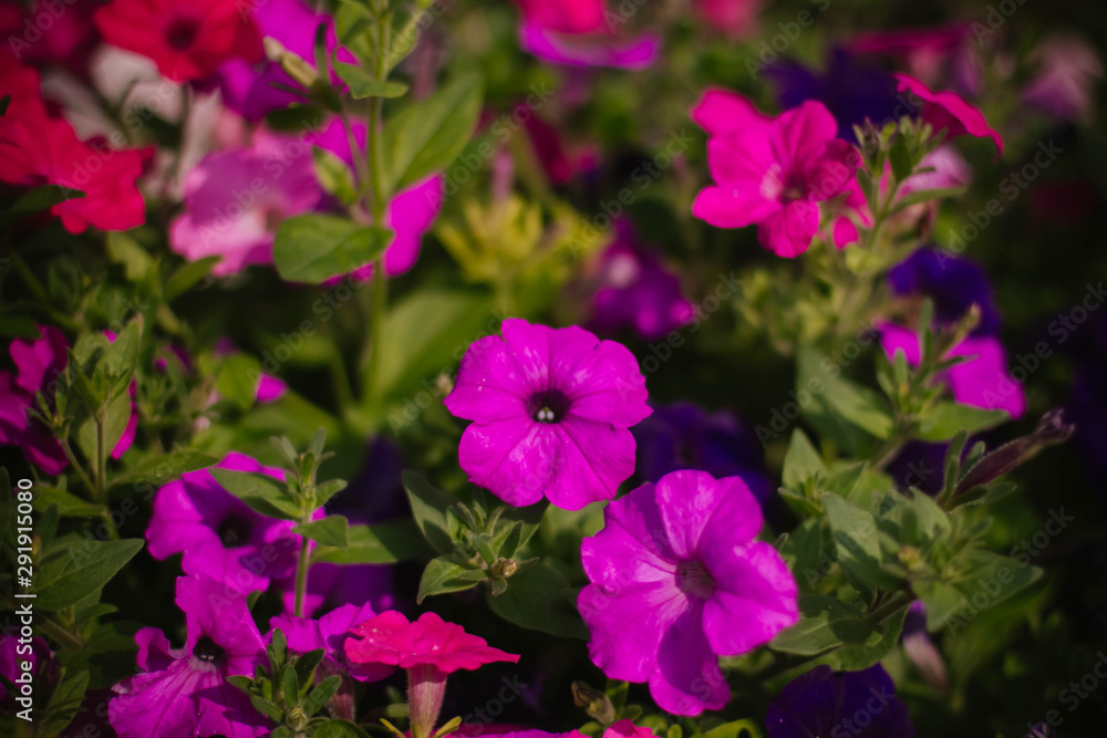 flowers bloom in the garden flowers bloom in the garden