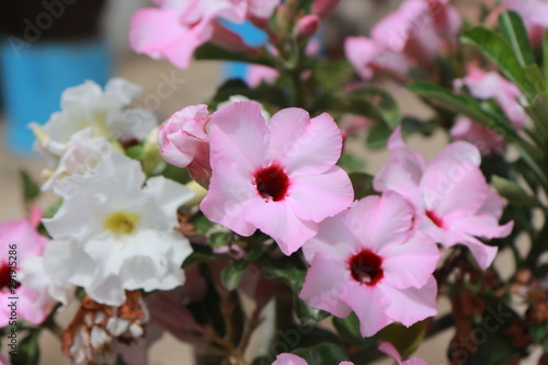 Adenium is a tree and flower that can tolerate drought well.Then there are beautiful flowers.There are many colors such as white  pink  red.
