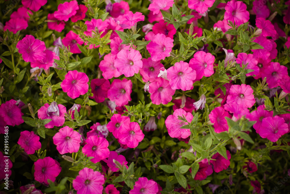 pink flowers in the garden