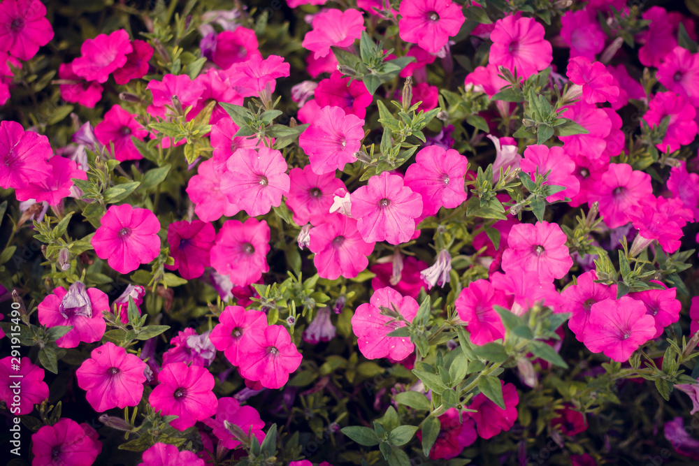 pink flowers in the garden pink flowers in the garden