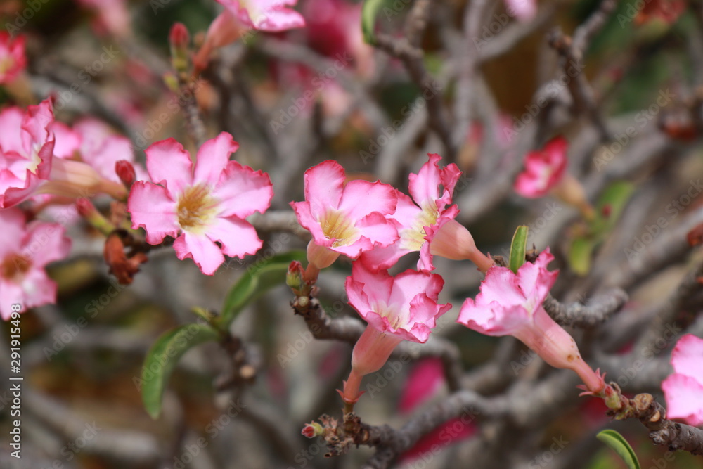 Adenium is a tree and flower that can tolerate drought well.Then there are beautiful flowers.There are many colors such as white, pink, red. Adenium is a tree and flower that can tolerate drought well.Then there are beautiful flowers.There are many colors such as white, pink, red.