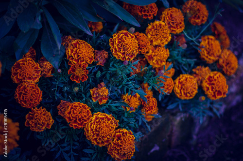 yellow flowers on a green background