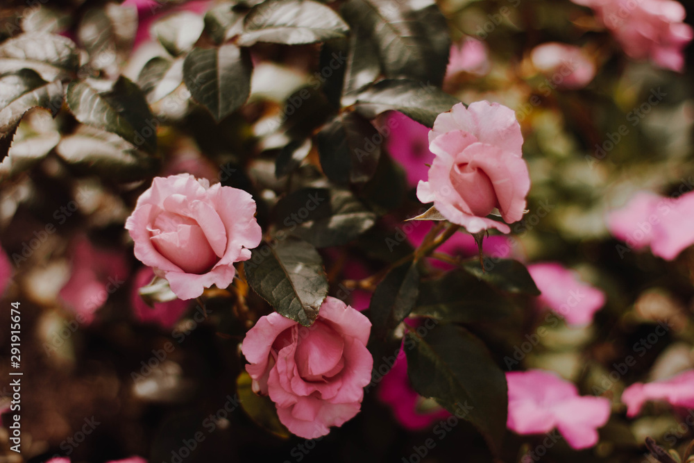 pink rose in the garden