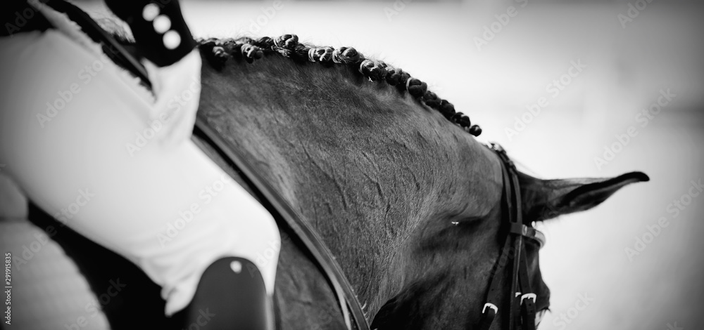Εκτύπωση καμβά Not color image of the pigtails on neck sports horse