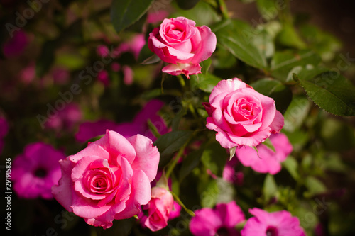 pink rose in the garden