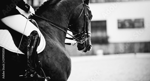 Equestrian sport. Dressage of horses in the arena. photo
