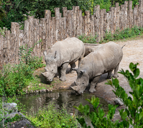 Rhinos Quietly Approaching a Water Stream - African Safari