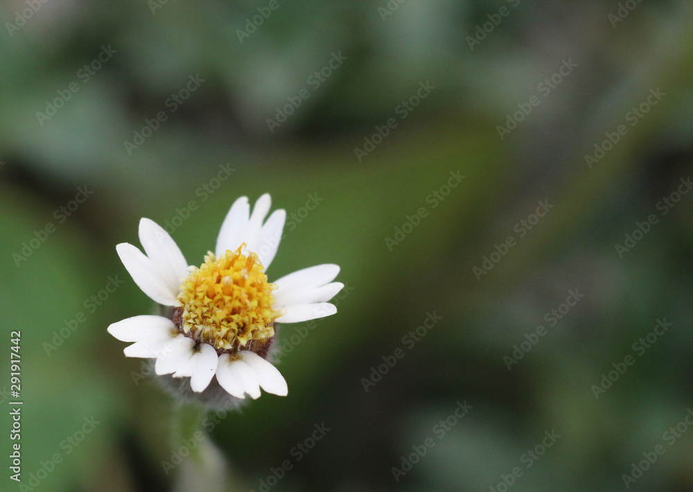 Coatbuttons, Mexican daisy is a flower (grass flower) in Thailand. Coatbuttons, Mexican daisy is a flower (grass flower) in Thailand.