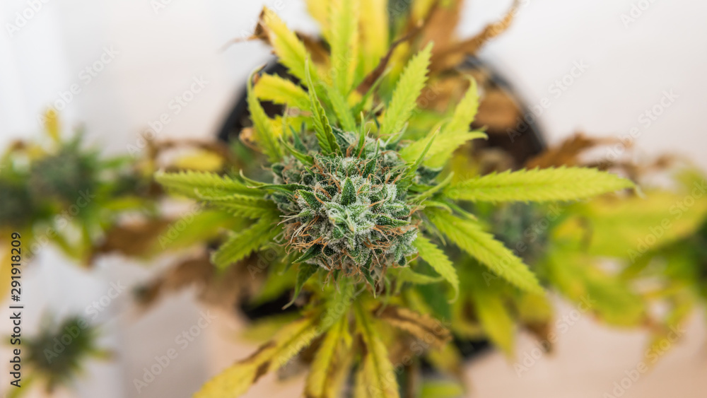 Close-up of fresh harvest of hemp plants. Harvest of marijuana plant growing indoors, top view. Close-up of fresh harvest of hemp plants. Harvest of marijuana plant growing indoors, top view.