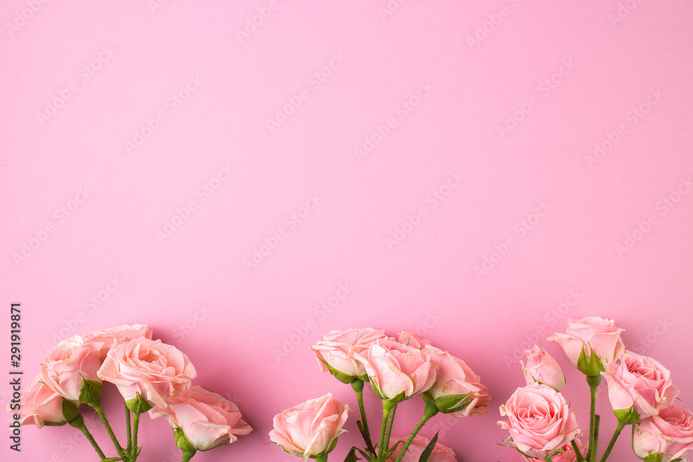 Pink rose flowers on pastel pink background.