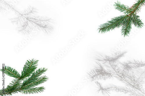 Christmas fir tree branches and shadows on white.