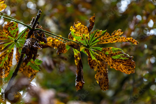 chestnut tree autumn background photo