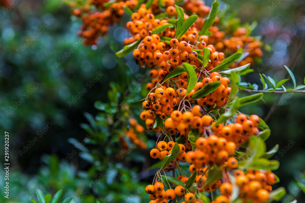 rowan autumn berries background rowan autumn berries background