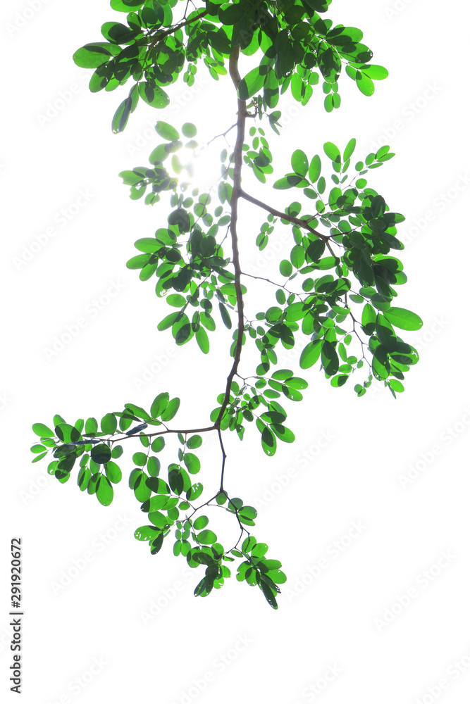 Brown tree and green leaf on a white background (isolated).